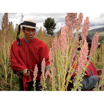 Récolte du Quinoa