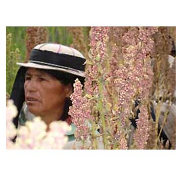 Quinoa
