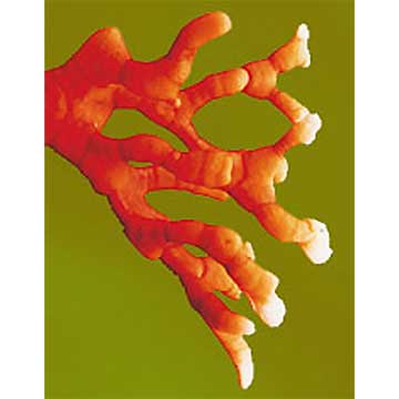 Reishi