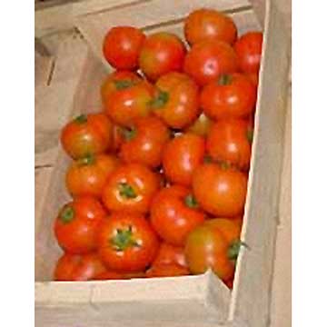 Tomate