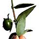 Huile de jojoba